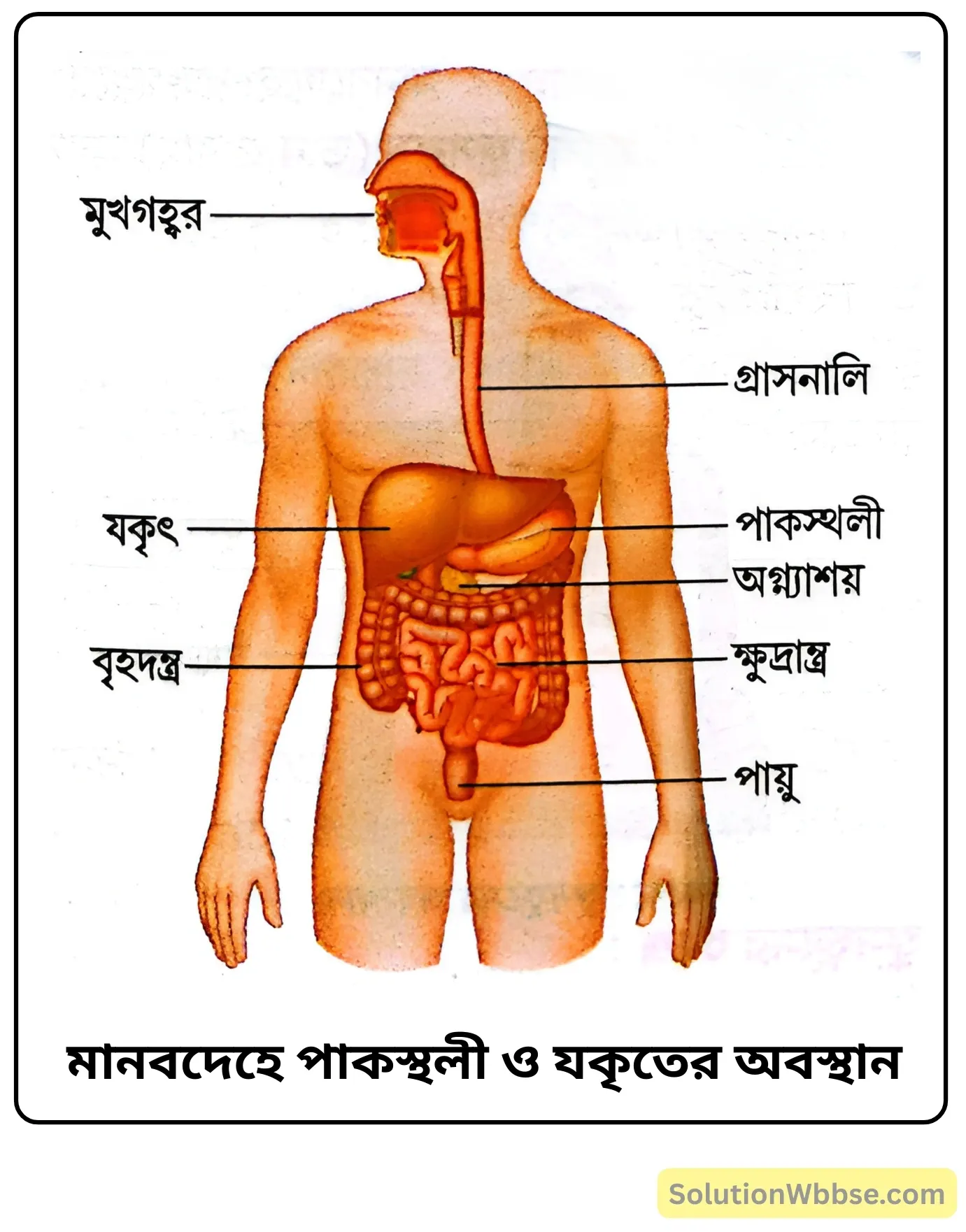 মানবদেহে পাকস্থলী ও যকৃতের অবস্থান