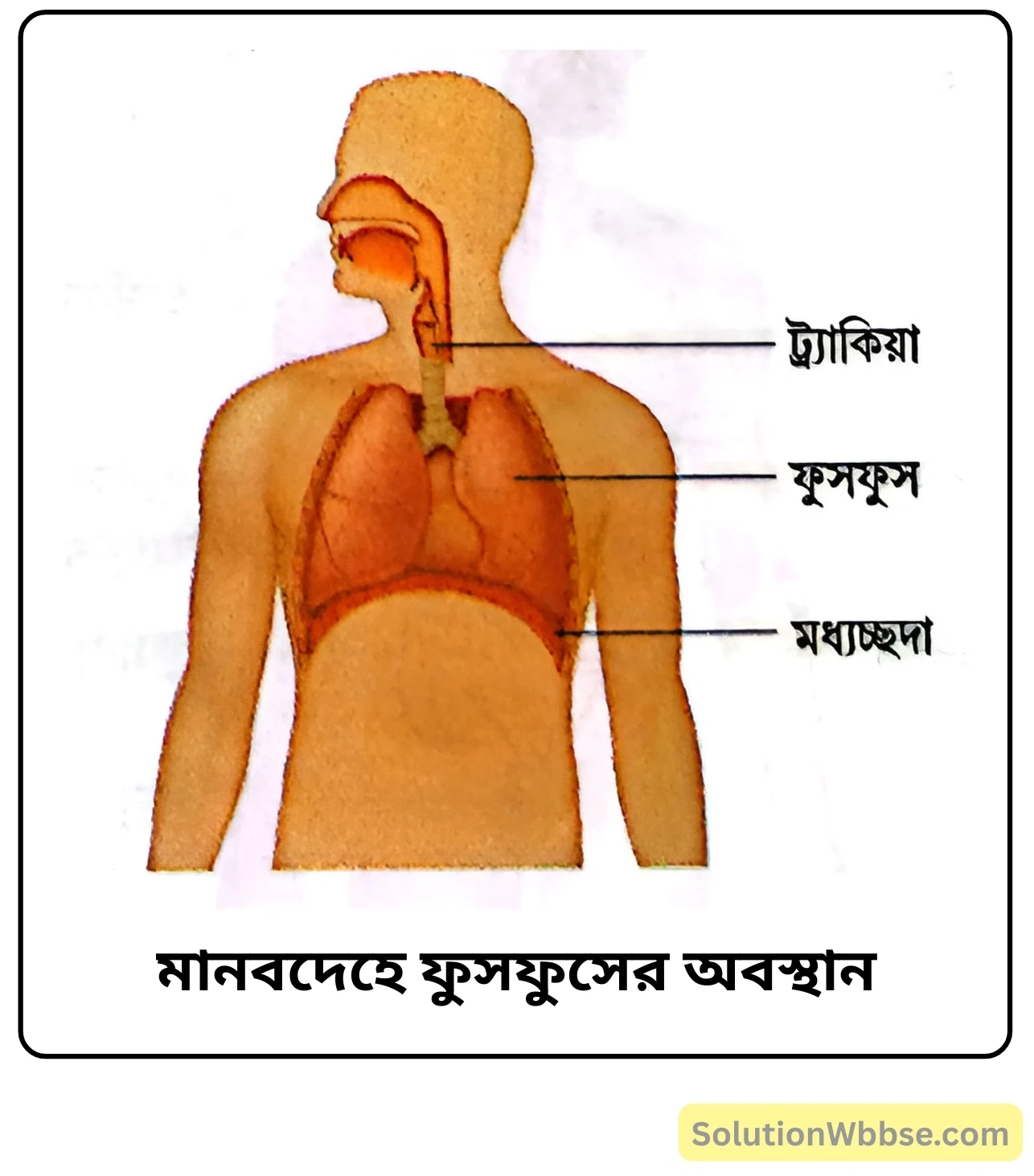 নবম শ্রেণী জীবনবিজ্ঞান - জীবন সংগঠনের স্তর - মানবদেহের প্রধান অঙ্গ ও তাদের কাজ - সংক্ষিপ্ত প্রশ্ন ও উত্তর 4 মানবদেহে ফুসফুসের অবস্থান