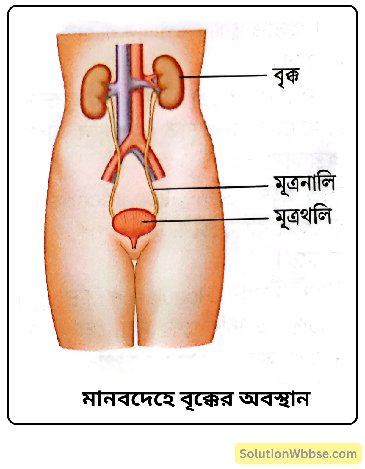 মানবদেহে বৃক্কের অবস্থান