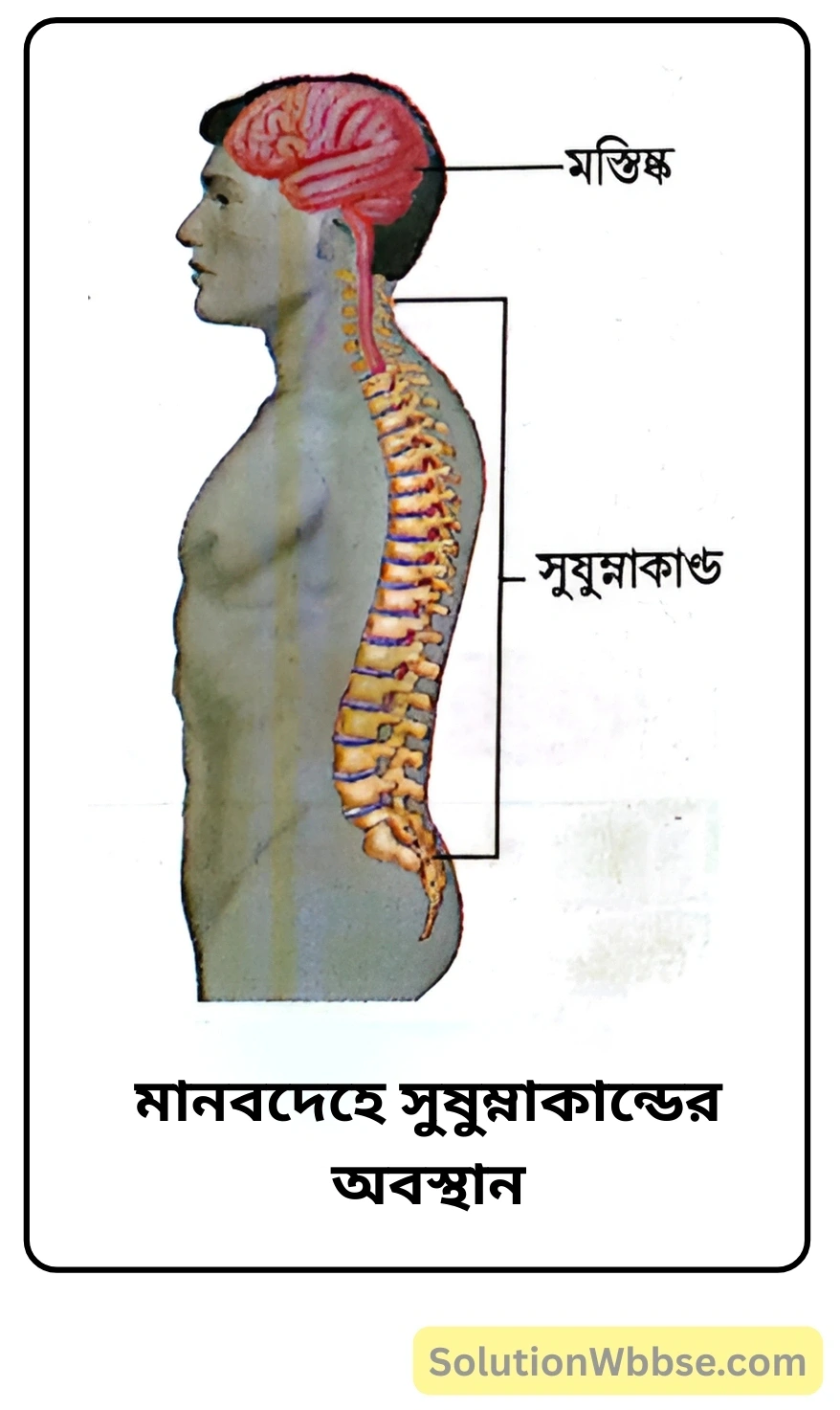 নবম শ্রেণী জীবনবিজ্ঞান - জীবন সংগঠনের স্তর - মানবদেহের প্রধান অঙ্গ ও তাদের কাজ - সংক্ষিপ্ত প্রশ্ন ও উত্তর 7 মানবদেহে সুষুম্নাকান্ডের অবস্থান