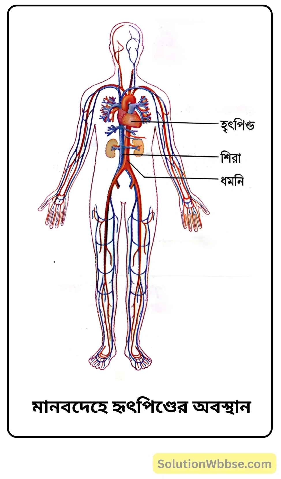 নবম শ্রেণী জীবনবিজ্ঞান - জীবন সংগঠনের স্তর - মানবদেহের প্রধান অঙ্গ ও তাদের কাজ - সংক্ষিপ্ত প্রশ্ন ও উত্তর 5 মানবদেহে হৃৎপিণ্ডের অবস্থান