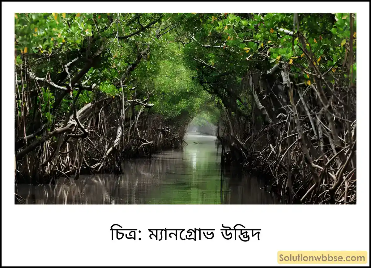 মাধ্যমিক ভূগোল - ভারতের প্রাকৃতিক পরিবেশ - ভারতের স্বাভাবিক উদ্ভিদ - ব্যাখ্যামূলক প্রশ্ন ও উত্তর 2 ম্যানগ্রোভ উদ্ভিদ