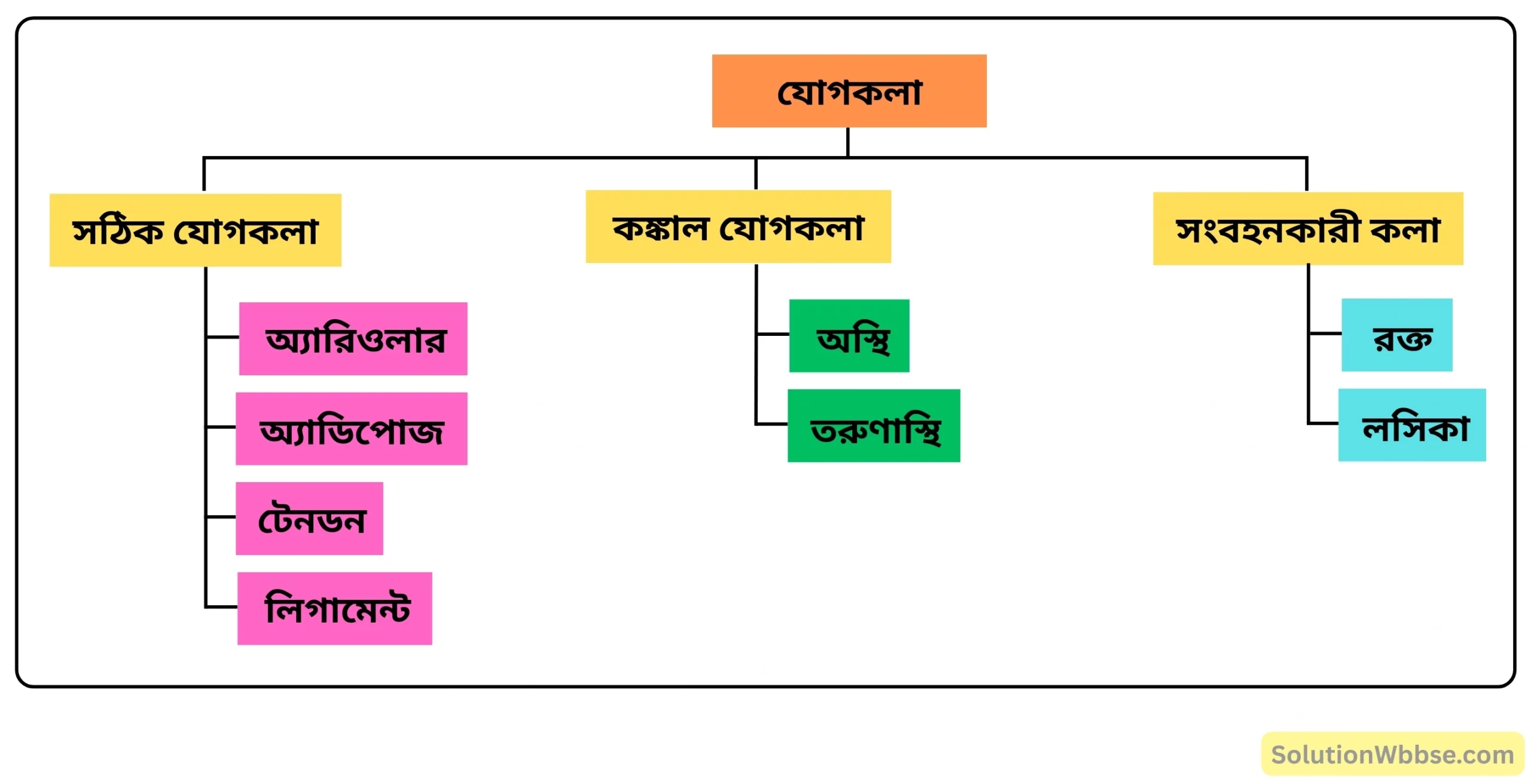 নবম শ্রেণী জীবনবিজ্ঞান - জীবন সংগঠনের স্তর - কলা - রচনাধর্মী প্রশ্ন ও উত্তর 14 যোগকলার শ্রেণিবিভাগ