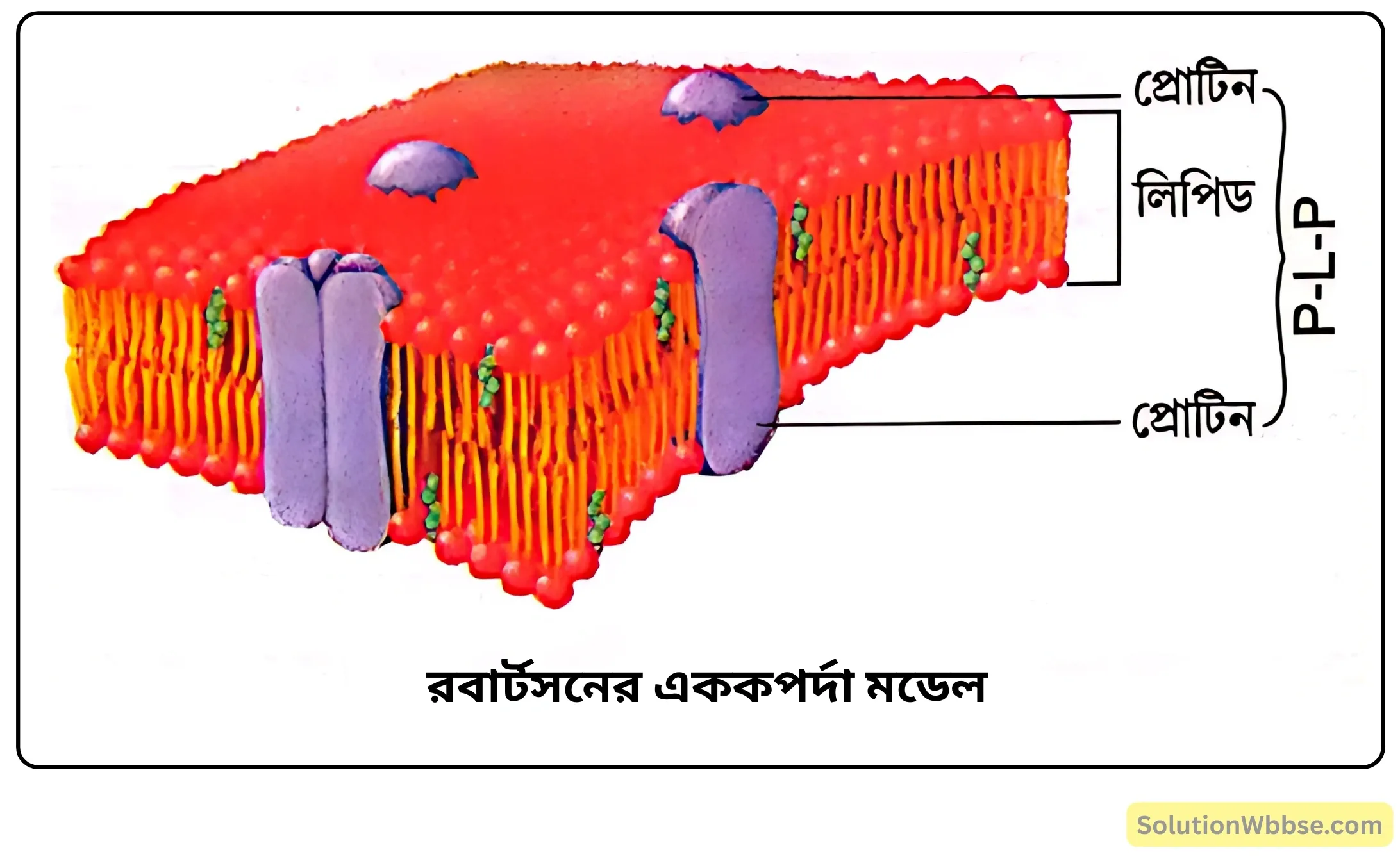 রবার্টসনের এককপর্দা মডেল