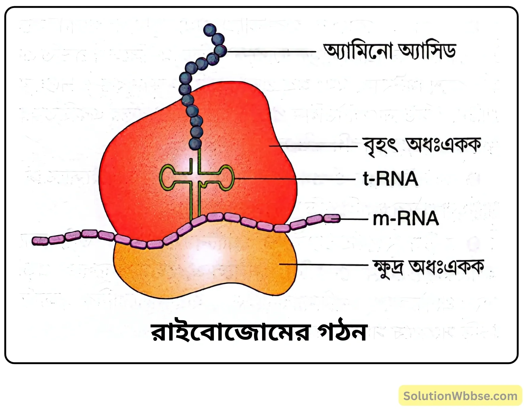 রাইবোজোমের গঠন