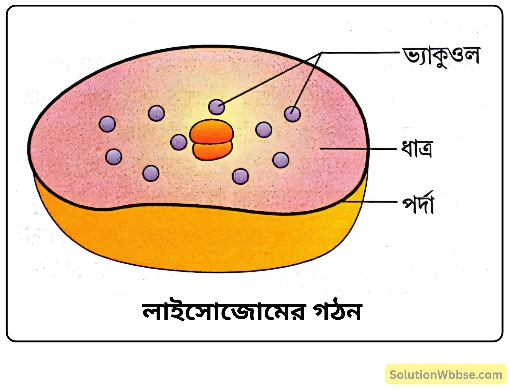 লাইসোজোমের গঠন