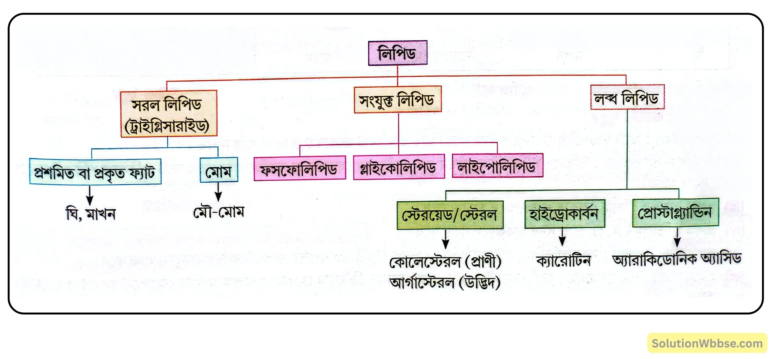 নবম শ্রেণী জীবনবিজ্ঞান - জীবন সংগঠনের স্তর - জৈব অণু এবং তাদের বৈশিষ্ট্য - রচনাধর্মী প্রশ্ন ও উত্তর 13 লিপিডের শ্রেণিবিভাগ