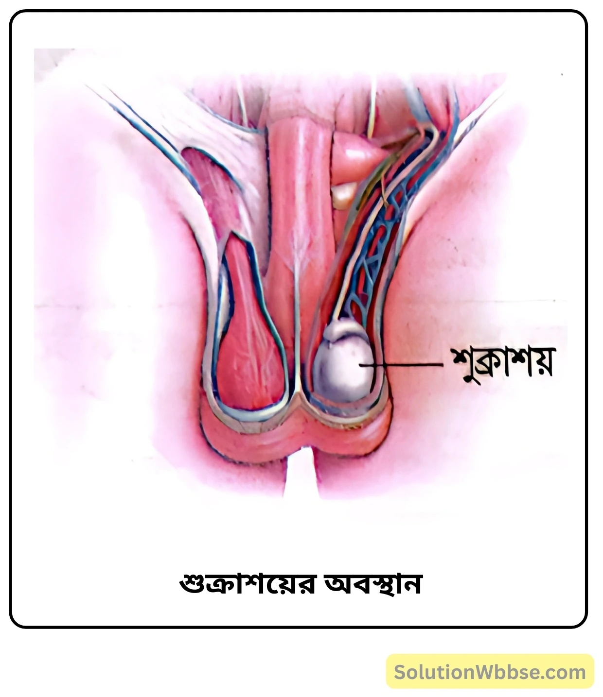 নবম শ্রেণী জীবনবিজ্ঞান - জীবন সংগঠনের স্তর - মানবদেহের প্রধান অঙ্গ ও তাদের কাজ - সংক্ষিপ্ত প্রশ্ন ও উত্তর 8 শুক্রাশয়ের অবস্থান