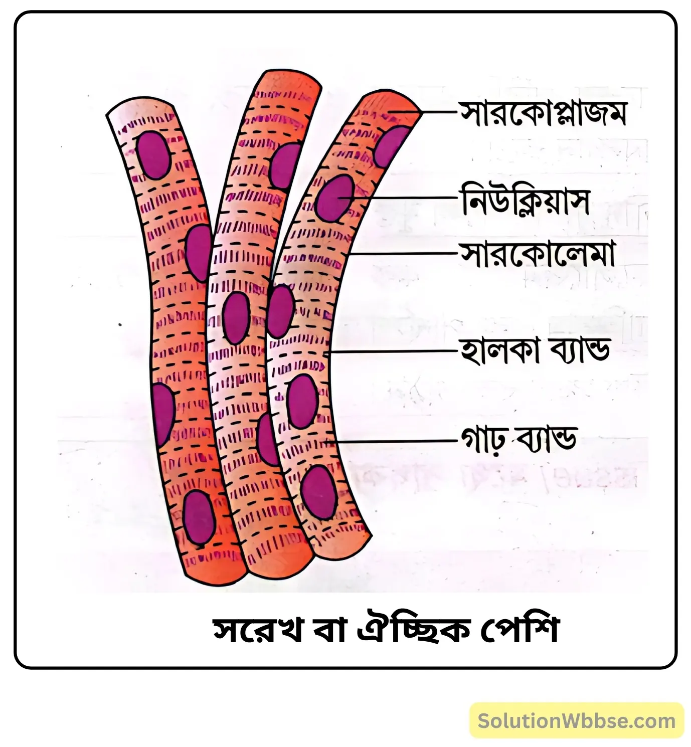 নবম শ্রেণী জীবনবিজ্ঞান - জীবন সংগঠনের স্তর - কলা - সংক্ষিপ্ত প্রশ্ন ও উত্তর 6 সরেখ বা ঐচ্ছিক পেশি