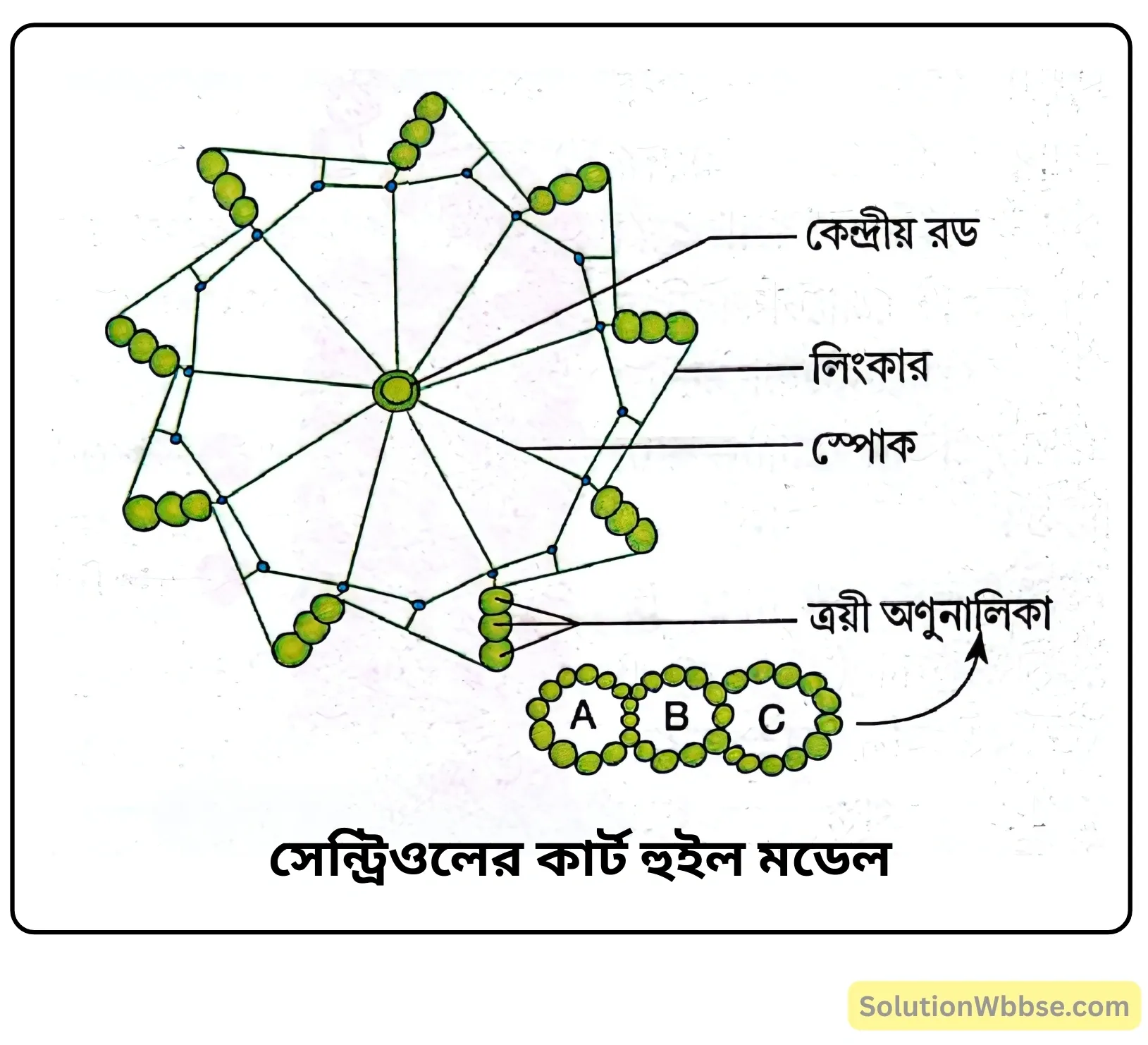 সেন্ট্রিওলের কার্ট হুইল মডেল