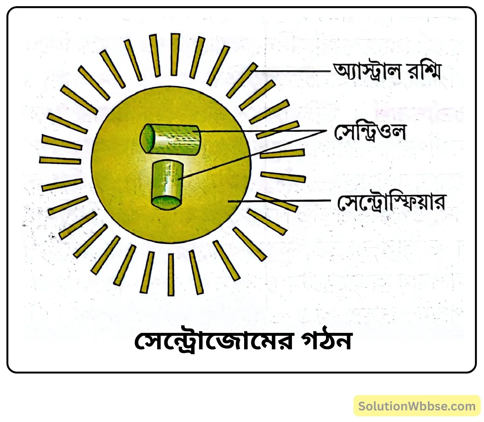 সেন্ট্রোজোমের গঠন