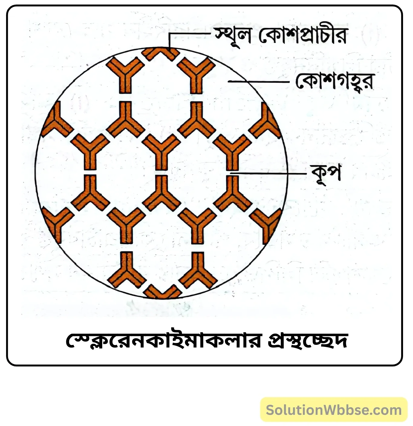 নবম শ্রেণী জীবনবিজ্ঞান - জীবন সংগঠনের স্তর - কলা - রচনাধর্মী প্রশ্ন ও উত্তর 10 স্ক্লেরেনকাইমাকলার প্রস্থচ্ছেদ