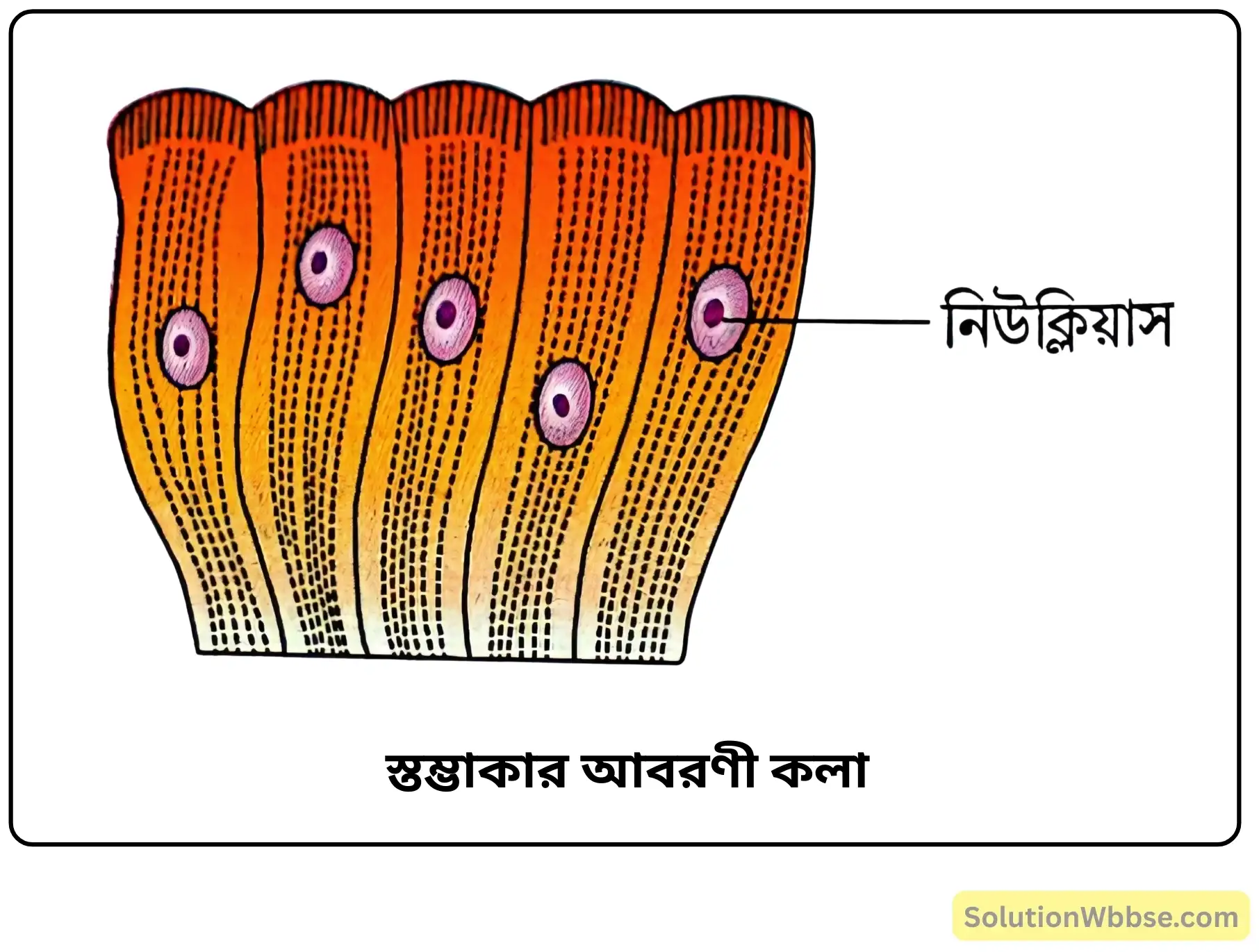 স্তম্ভাকার আবরণী কলা স্তম্ভাকার আবরণী কলা