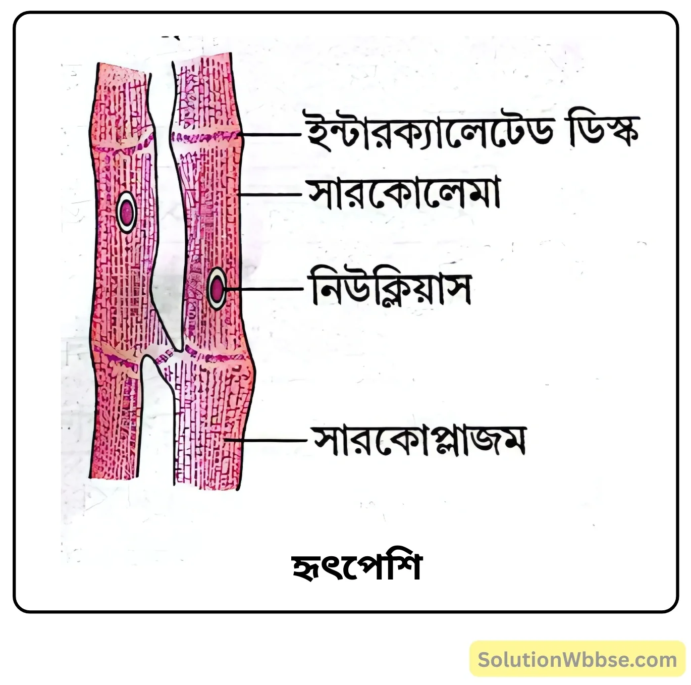 নবম শ্রেণী জীবনবিজ্ঞান - জীবন সংগঠনের স্তর - কলা - সংক্ষিপ্ত প্রশ্ন ও উত্তর 8 হৃৎপেশি