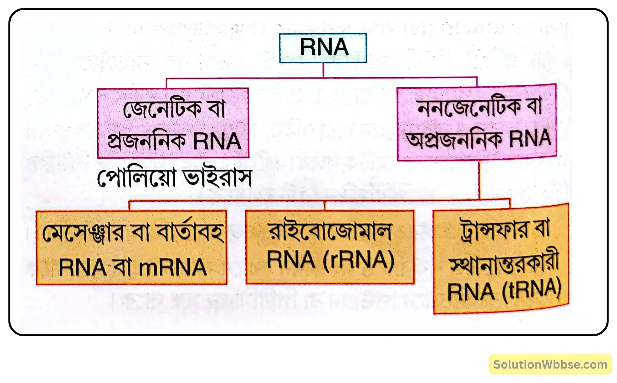 নবম শ্রেণী জীবনবিজ্ঞান - জীবন সংগঠনের স্তর - জৈব অণু এবং তাদের বৈশিষ্ট্য - রচনাধর্মী প্রশ্ন ও উত্তর 18 RNA -এর প্রকারভেদ