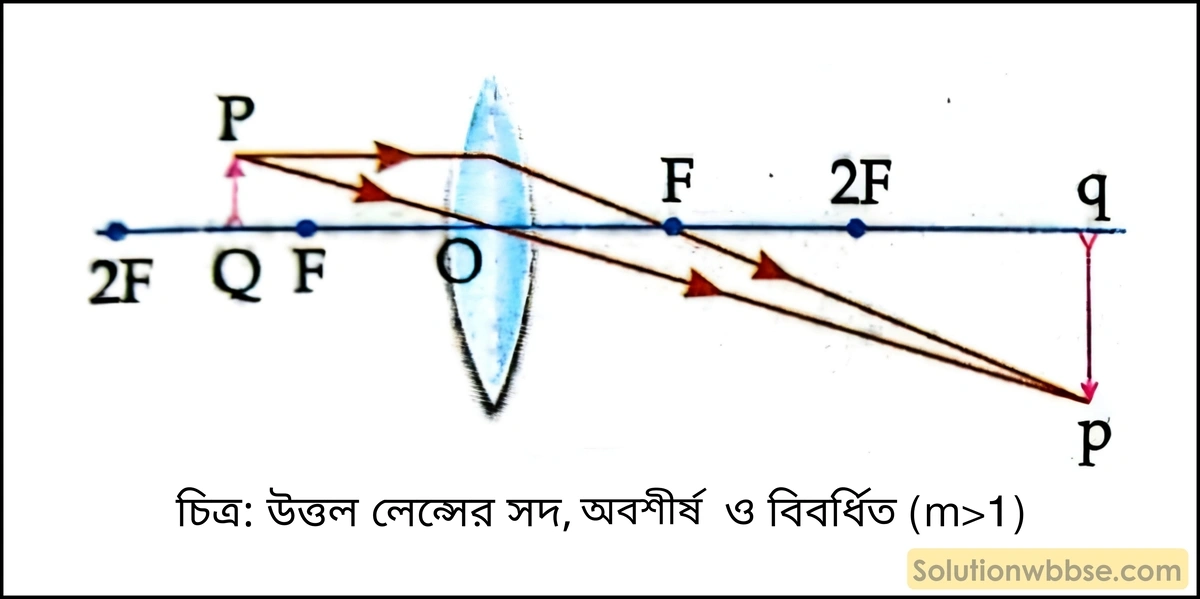উত্তল লেন্সের সদ, অবশীর্ষ ও বিবর্ধিত (m>1)