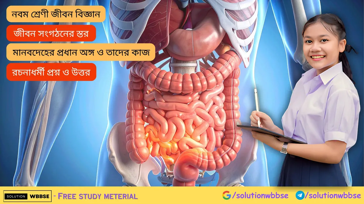 মানবদেহের প্রধান অঙ্গ ও তাদের কাজ – রচনাধর্মী প্রশ্ন ও উত্তর