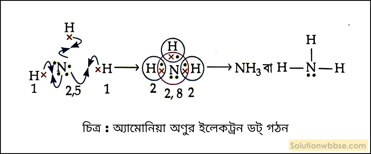অ্যামোনিয়া অণুর ইলেকট্রন ডট গঠন দেখাও। 2 অ্যামোনিয়া অণুর ইলেকট্রন ডট্ গঠন