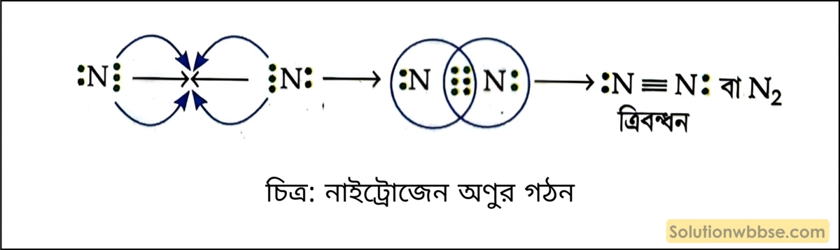নাইট্রোজেন অণুর গঠন বর্ণনা করো। 2 নাইট্রোজেন অণুর গঠন