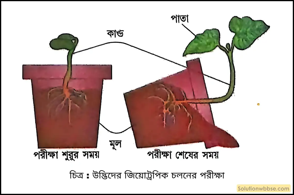 উদাহরণসহ পরীক্ষার মাধ্যমে উদ্ভিদের জিয়োট্রপিক চলনের বর্ণনা দাও। 2 উদ্ভিদের জিয়োট্রপিক চলনের পরীক্ষা