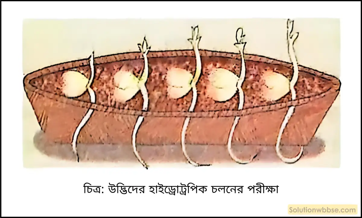 উদাহরণসহ পরীক্ষার মাধ্যমে উদ্ভিদের হাইড্রোট্রপিক চলনের বর্ণনা দাও। 2 উদ্ভিদের হাইড্রোট্রপিক চলনের পরীক্ষা