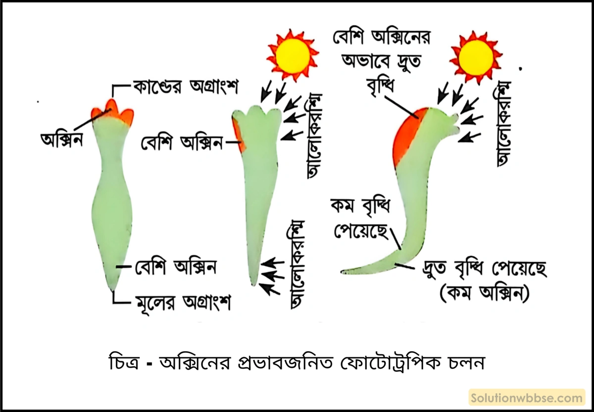 অক্সিনের প্রভাবজনিত ফোটোট্রপিক চলন