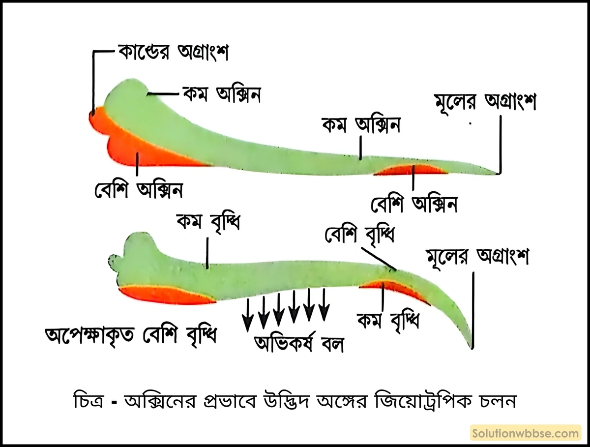অক্সিনের প্রভাবে উদ্ভিদ অঙ্গের জিয়োট্রপিক চলন