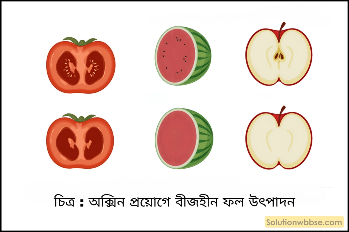 উদ্ভিদ হরমোনের ব্যাবহারিক প্রয়োগগুলি আলোচনা করো।