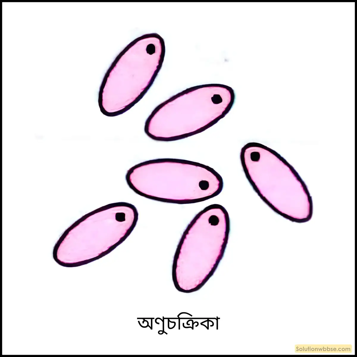 নবম শ্রেণী জীবনবিজ্ঞান - জৈবনিক প্রক্রিয়া - সংবহন - সংক্ষিপ্ত প্রশ্ন ও উত্তর 14 অণুচক্রিকা