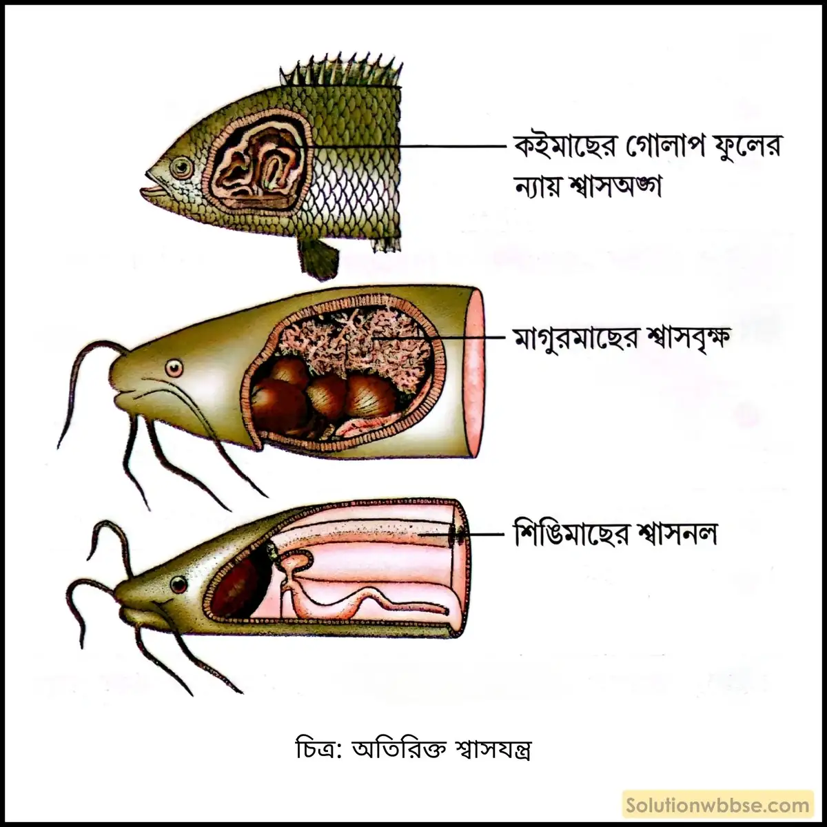 অতিরিক্ত শ্বাসযন্ত্র