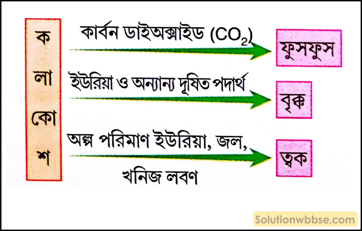 নবম শ্রেণী জীবনবিজ্ঞান - জৈবনিক প্রক্রিয়া - সংবহন - সংক্ষিপ্ত প্রশ্ন ও উত্তর 7 অপসারণ