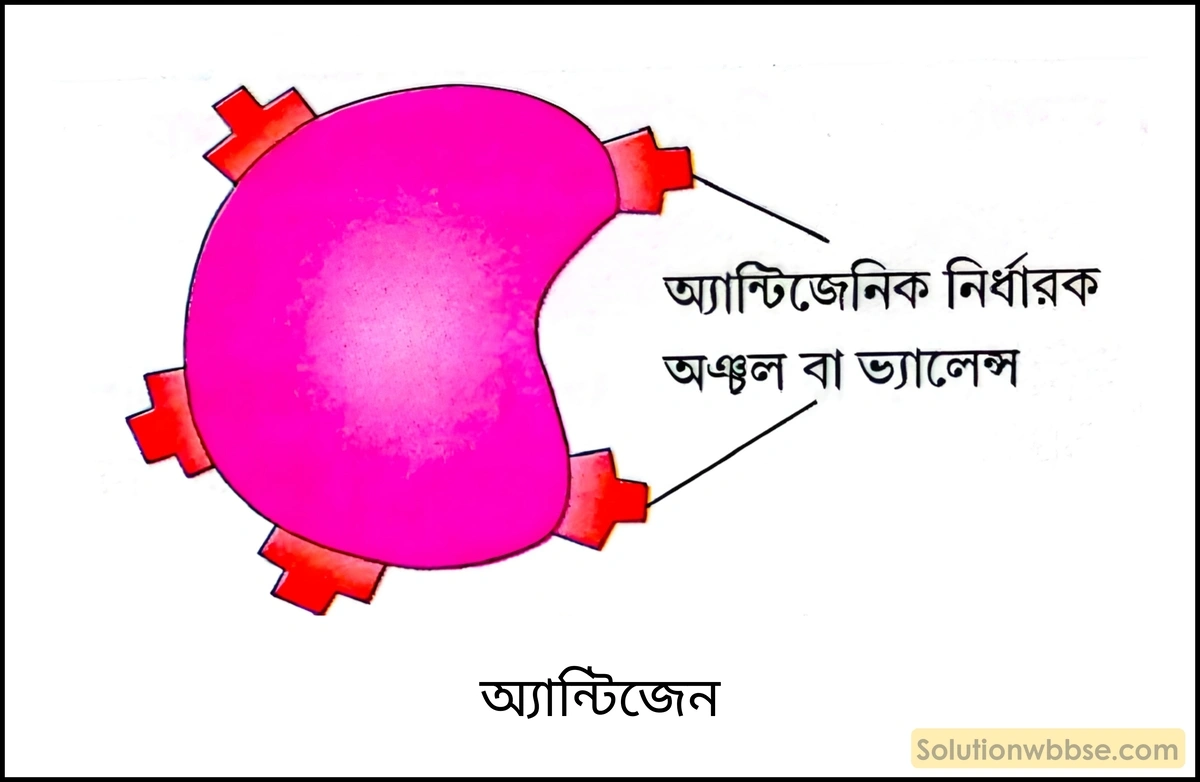 নবম শ্রেণী জীবনবিজ্ঞান - জীববিদ্যা ও মানবকল্যাণ - রচনাধর্মী প্রশ্ন ও উত্তর 3 অ্যান্টিজেন