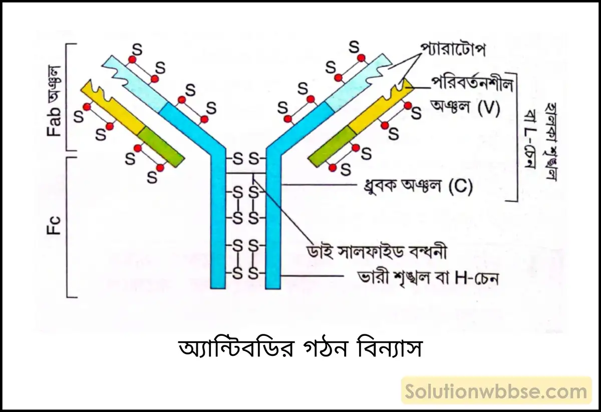 নবম শ্রেণী জীবনবিজ্ঞান - জীববিদ্যা ও মানবকল্যাণ - রচনাধর্মী প্রশ্ন ও উত্তর 4 অ্যান্টিবডির গঠন বিন্যাস