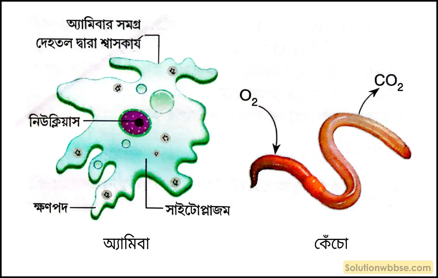 অ্যামিবা ও কেঁচো