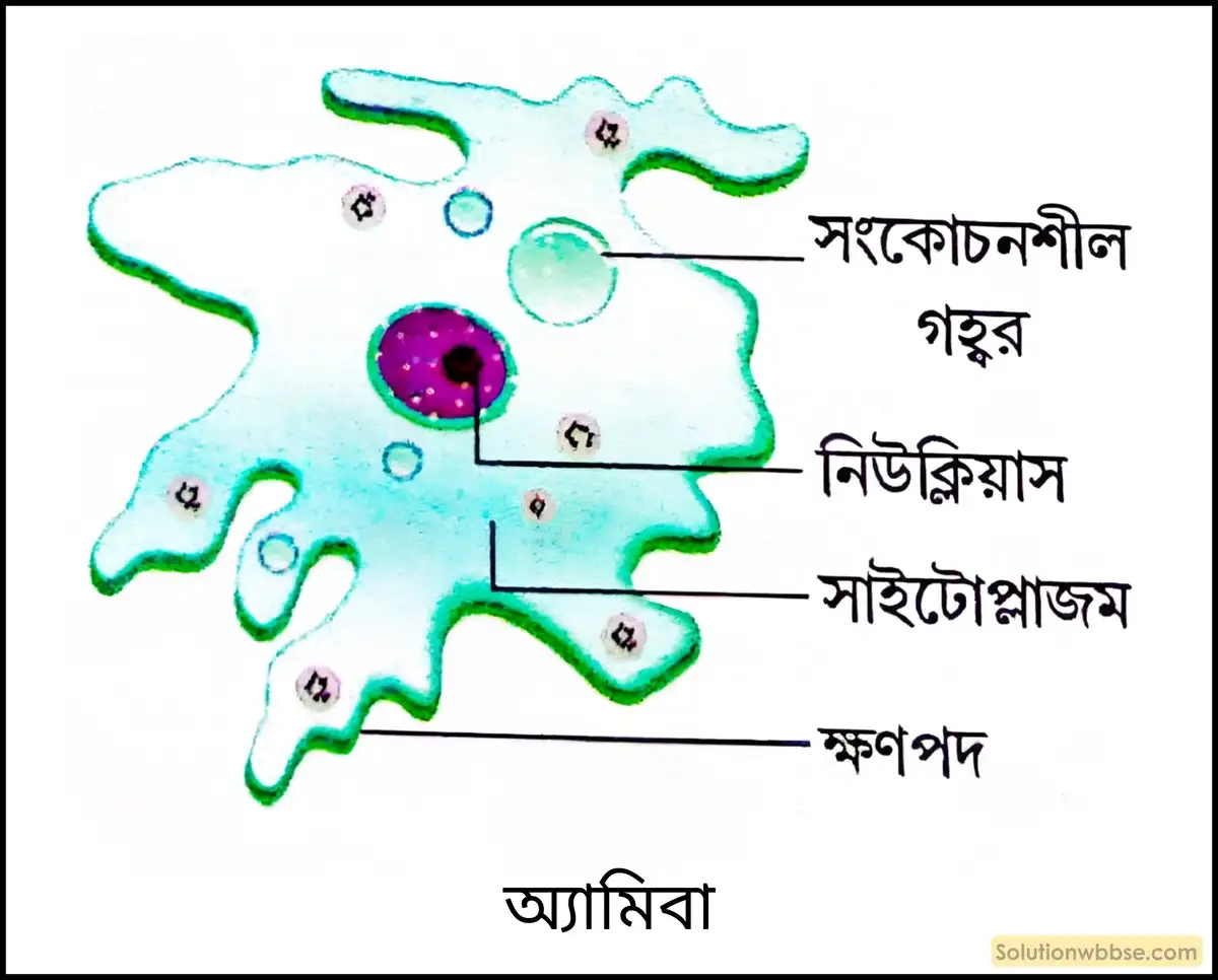 অ্যামিবা