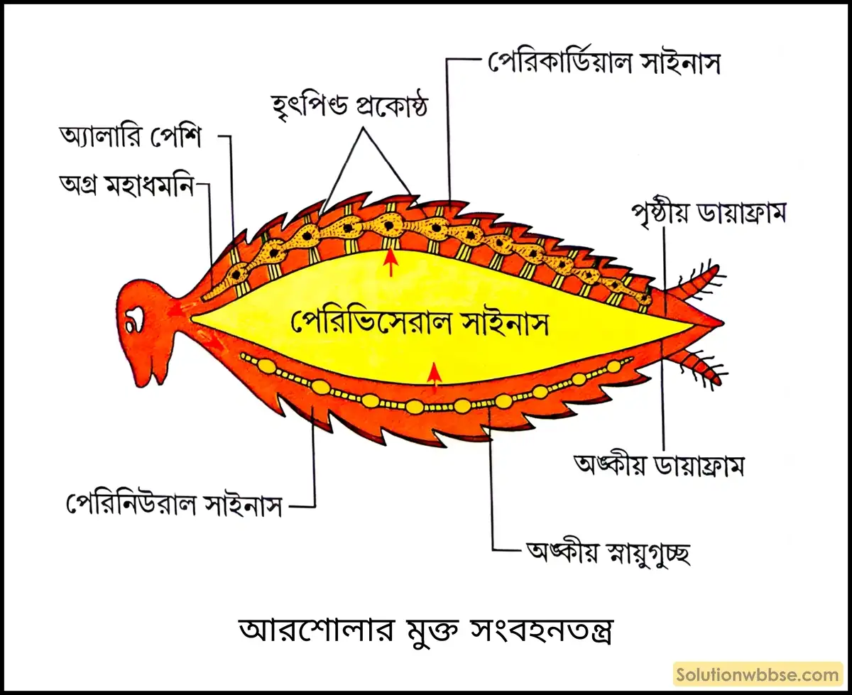 আরশোলার মুক্ত সংবহনতন্ত্র