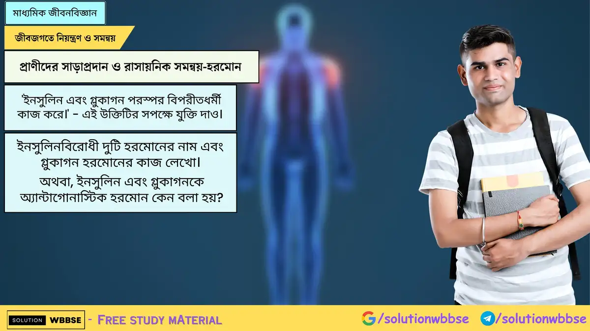 'ইনসুলিন এবং গ্লুকাগন পরস্পর বিপরীতধর্মী কাজ করে।' - এই উক্তিটির সপক্ষে যুক্তি দাও। ইনসুলিনবিরোধী দুটি হরমোনের নাম এবং গ্লুকাগন হরমোনের কাজ লেখো।
