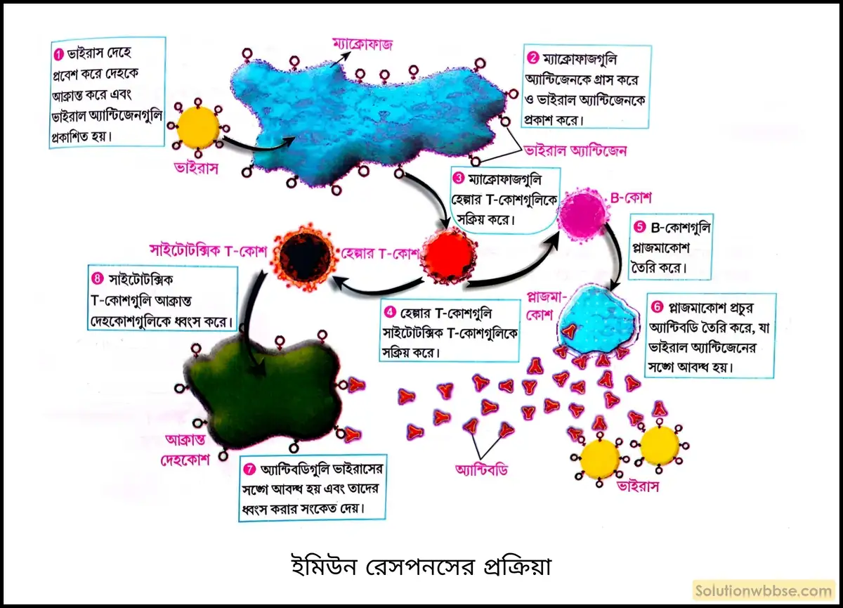 নবম শ্রেণী জীবনবিজ্ঞান - জীববিদ্যা ও মানবকল্যাণ - রচনাধর্মী প্রশ্ন ও উত্তর 5 ইমিউন রেসপনসের প্রক্রিয়া