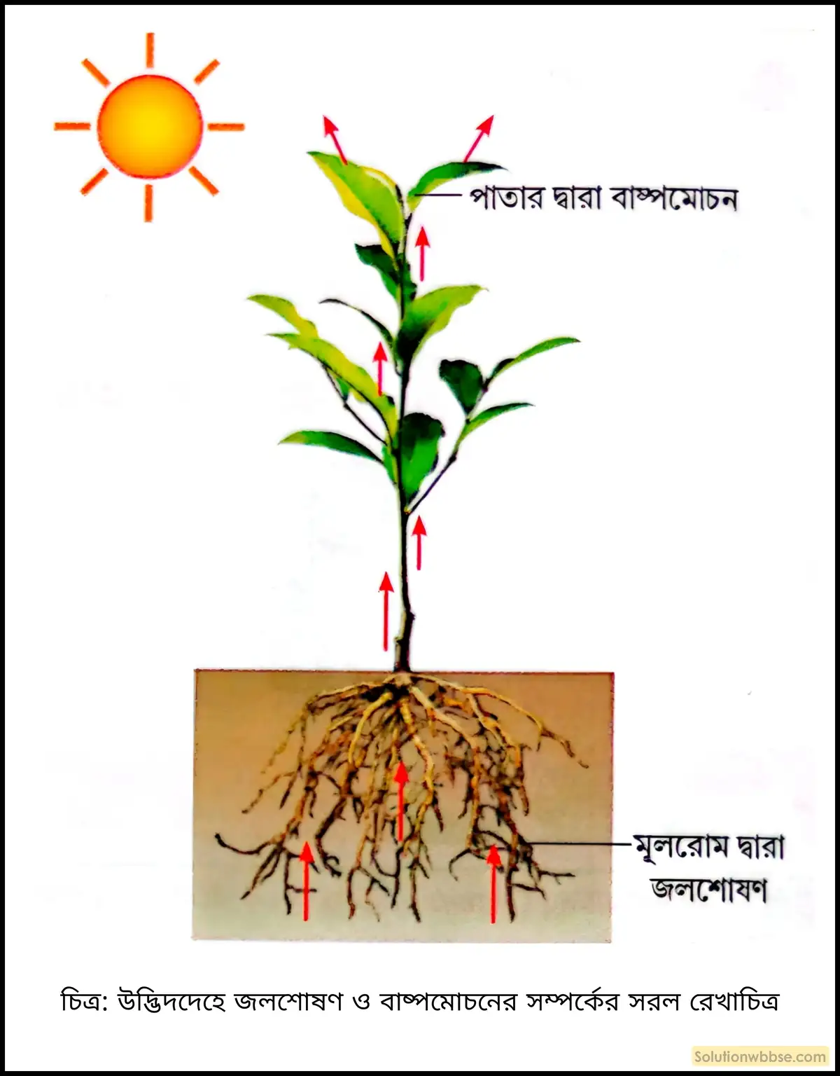 নবম শ্রেণী জীবনবিজ্ঞান - জৈবনিক প্রক্রিয়া - উদ্ভিদ শারীরবিদ্যা - বাষ্পমোচন - রচনাধর্মী প্রশ্ন ও উত্তর 4 উদ্ভিদদেহে জলশোষণ ও বাষ্পমোচনের সম্পর্কের সরল রেখাচিত্র