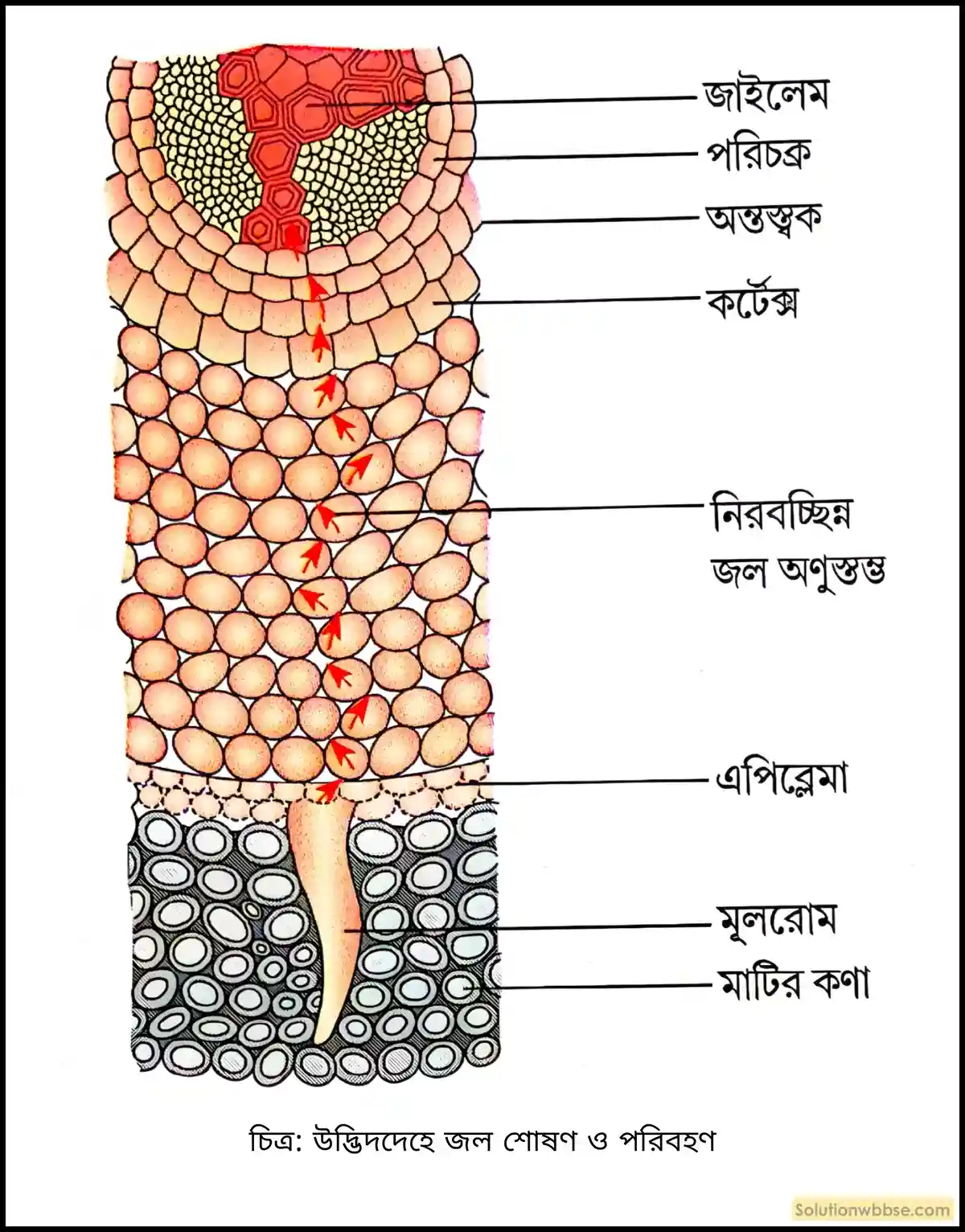 নবম শ্রেণী জীবনবিজ্ঞান - জৈবনিক প্রক্রিয়া - উদ্ভিদ শারীরবিদ্যা - জল, খনিজ পদার্থ, খাদ্য ও গ্যাসের পরিবহণ - রচনাধর্মী প্রশ্ন ও উত্তর 5 উদ্ভিদদেহে জল শোষণ ও পরিবহণ