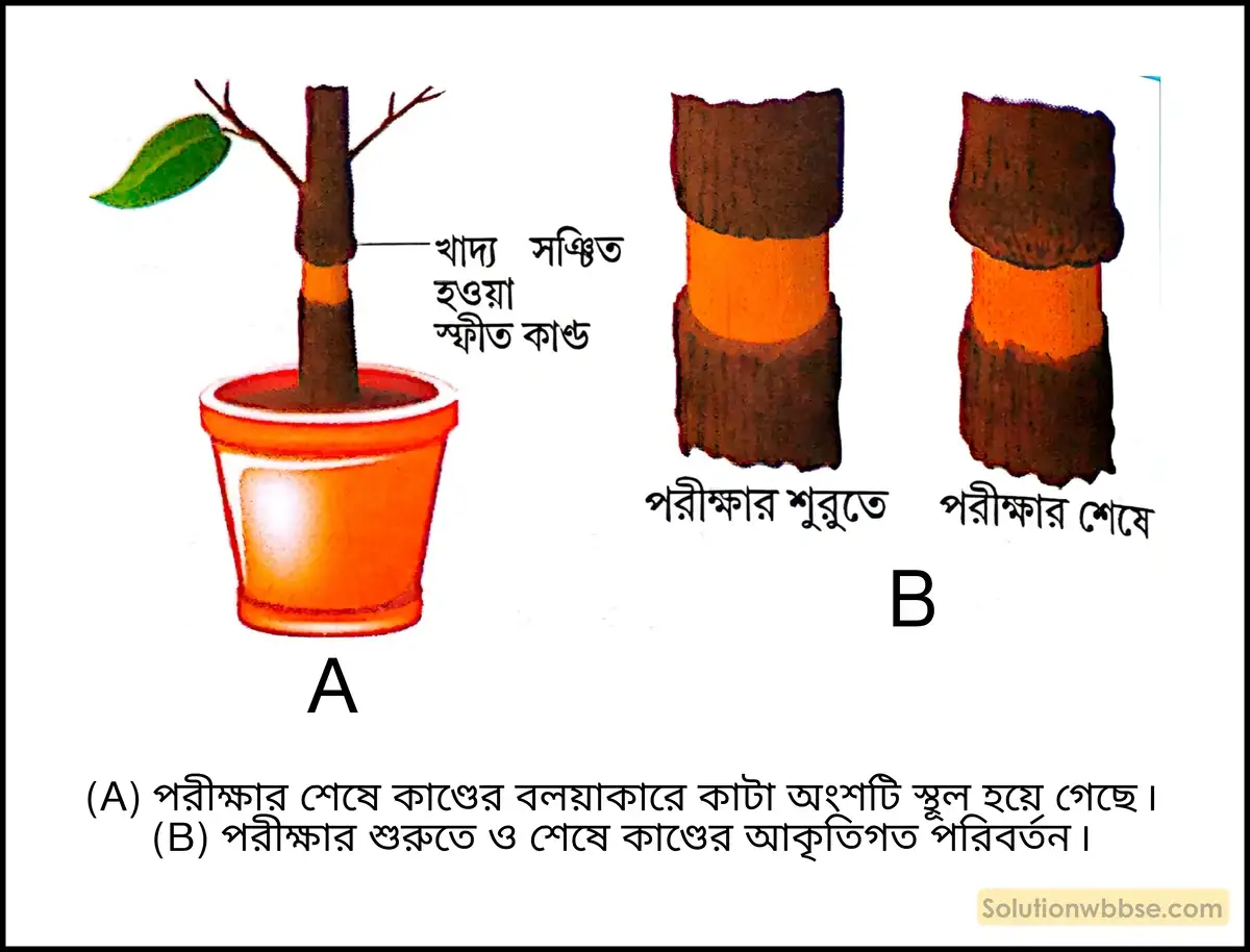 নবম শ্রেণী জীবনবিজ্ঞান - জৈবনিক প্রক্রিয়া - উদ্ভিদ শারীরবিদ্যা - জল, খনিজ পদার্থ, খাদ্য ও গ্যাসের পরিবহণ - সংক্ষিপ্ত প্রশ্ন ও উত্তর 3 উদ্ভিদদেহে ফ্লোয়েম কলার মাধ্যমে খাদ্য পরিবহণ