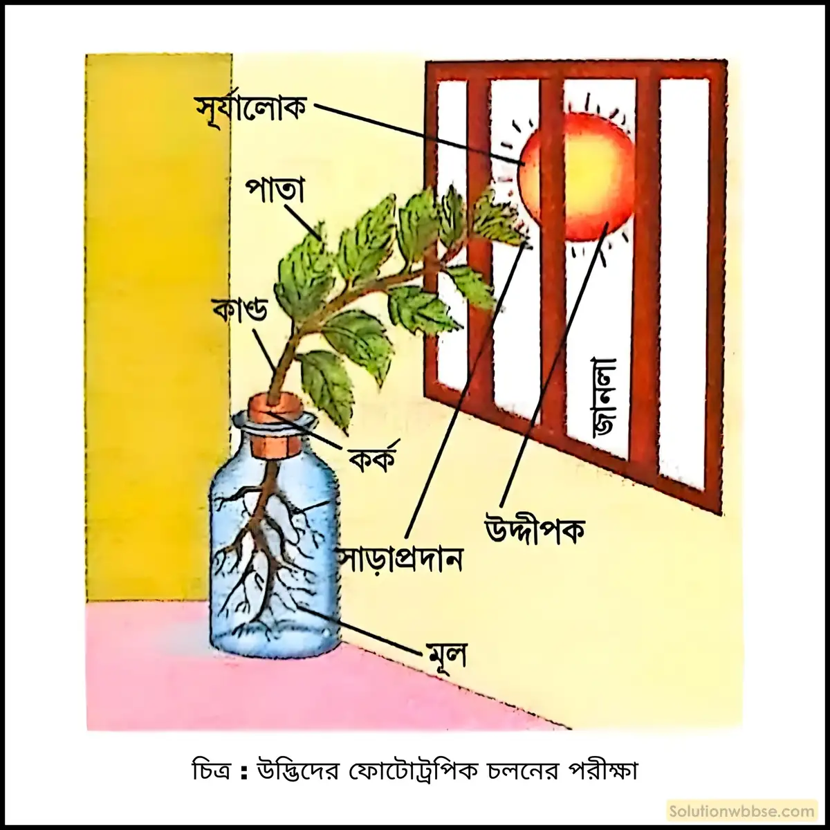 উদাহরণসহ পরীক্ষার মাধ্যমে উদ্ভিদের ফোটোট্রপিক চলনের বর্ণনা দাও। 2 উদ্ভিদের ফোটোট্রপিক চলনের পরীক্ষা