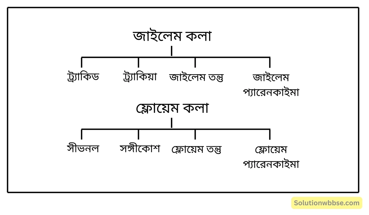 নবম শ্রেণী জীবনবিজ্ঞান - জৈবনিক প্রক্রিয়া - উদ্ভিদ শারীরবিদ্যা - জল, খনিজ পদার্থ, খাদ্য ও গ্যাসের পরিবহণ - সংক্ষিপ্ত প্রশ্ন ও উত্তর 2 উদ্ভিদের সংবহনকলাগুলি হল - জাইলেম কলা ও ফ্লোয়েম কলা।