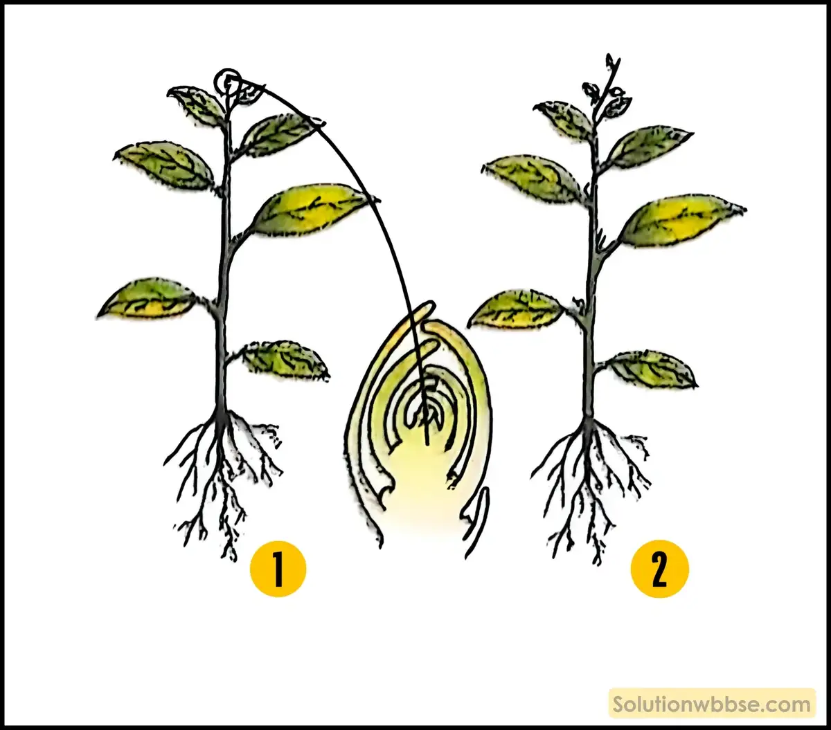 উদ্ভিদে অগ্রস্থ মুকুল