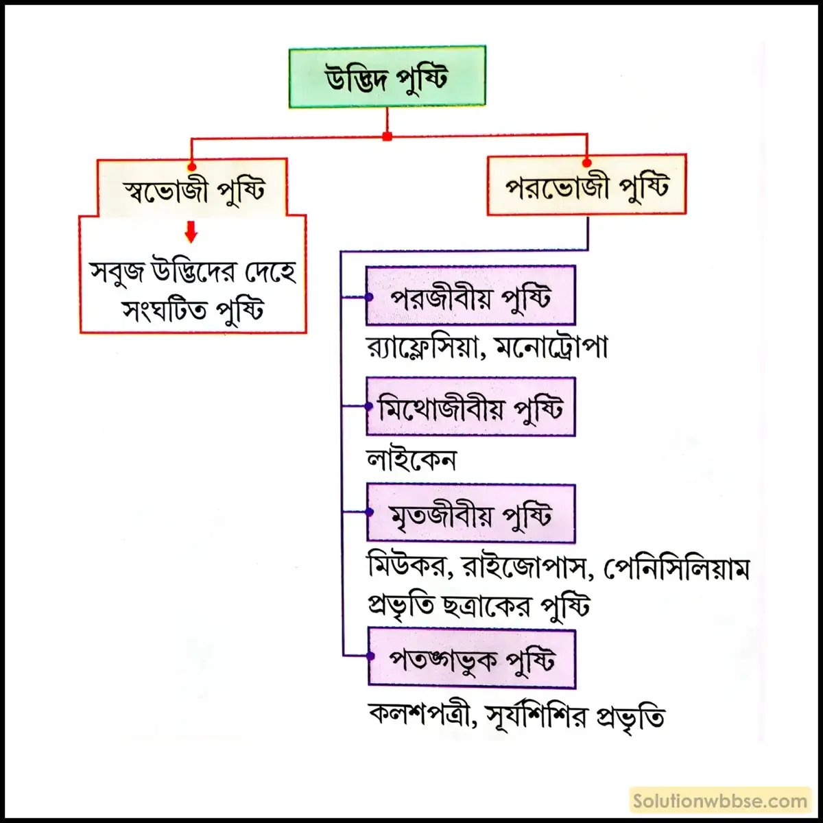 উদ্ভিদ পুষ্টি