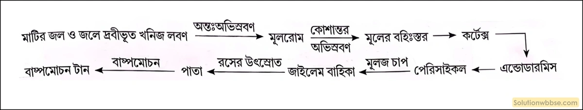 নবম শ্রেণী জীবনবিজ্ঞান - জৈবনিক প্রক্রিয়া - উদ্ভিদ শারীরবিদ্যা - জল, খনিজ পদার্থ, খাদ্য ও গ্যাসের পরিবহণ - রচনাধর্মী প্রশ্ন ও উত্তর 7 উৎস্রোতের পথ