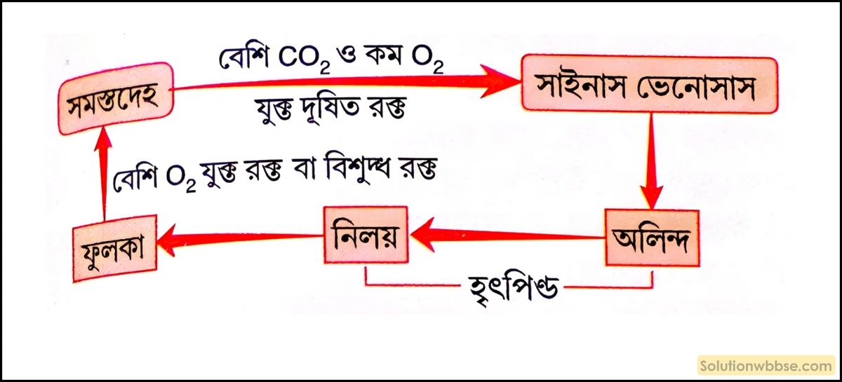 নবম শ্রেণী জীবনবিজ্ঞান - জৈবনিক প্রক্রিয়া - সংবহন - সংক্ষিপ্ত প্রশ্ন ও উত্তর 2 একচক্রী রক্তসংবহনের শব্দচিত্র