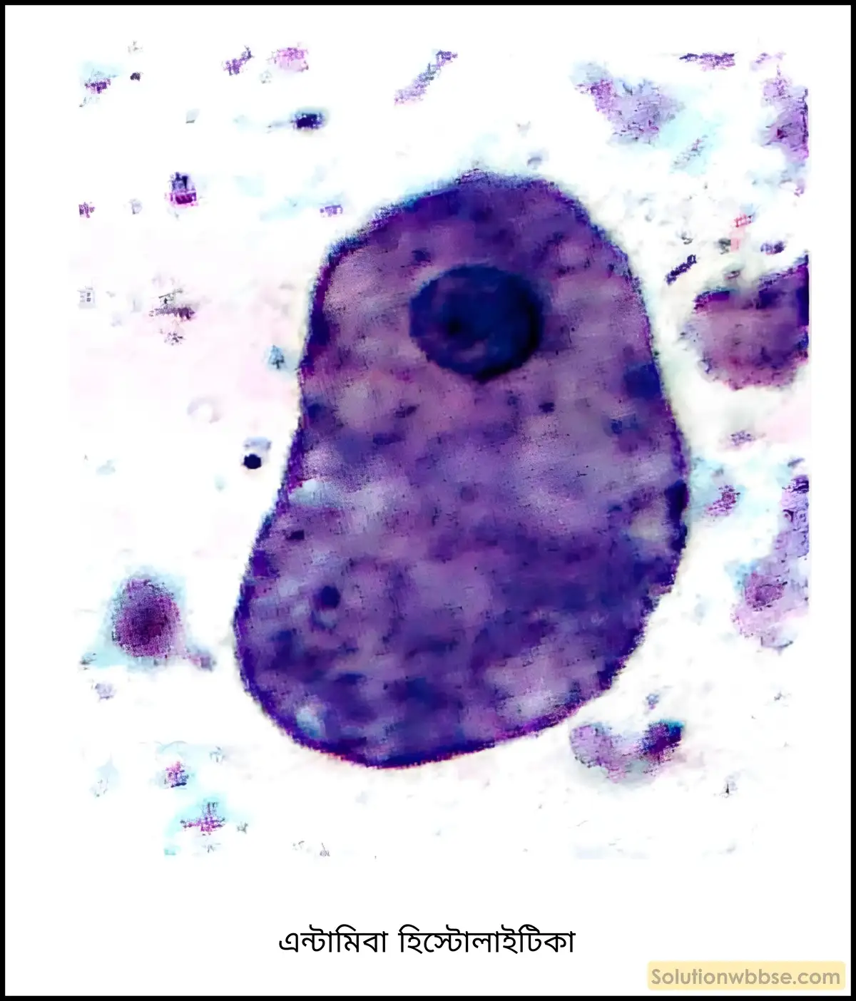 নবম শ্রেণী জীবনবিজ্ঞান - জীববিদ্যা ও মানবকল্যাণ - রচনাধর্মী প্রশ্ন ও উত্তর 6 এন্টামিবা হিস্টোলাইটিকা