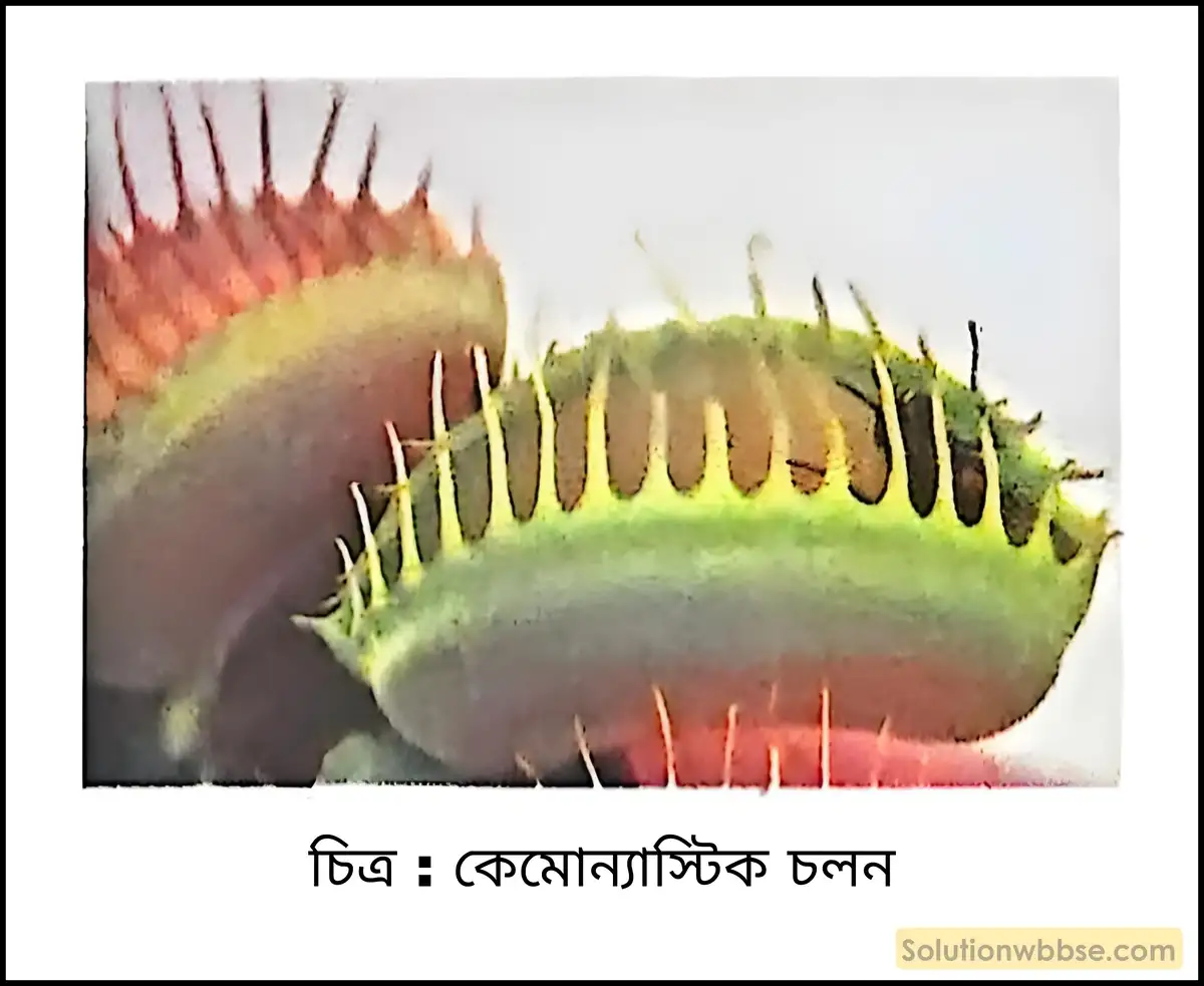 কেমোন্যাস্টিক চলন
