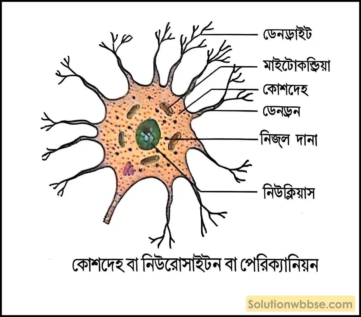 স্নায়ুকোশের কোশদেহের গঠন ও কাজ সংক্ষেপে উল্লেখ করো। 2 কোশদেহ বা নিউরোসাইটন বা পেরিক্যানিয়ন